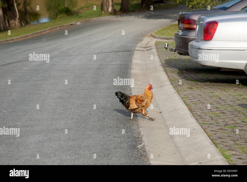 Chicken road nederland, chicken road gokspel